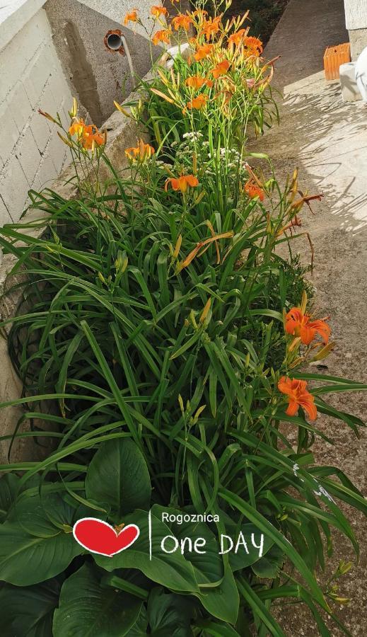 Bugenvila Rogoznica  Ngoại thất bức ảnh