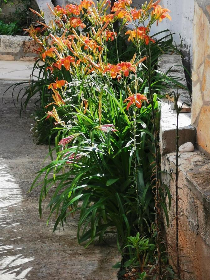 Bugenvila Rogoznica  Ngoại thất bức ảnh
